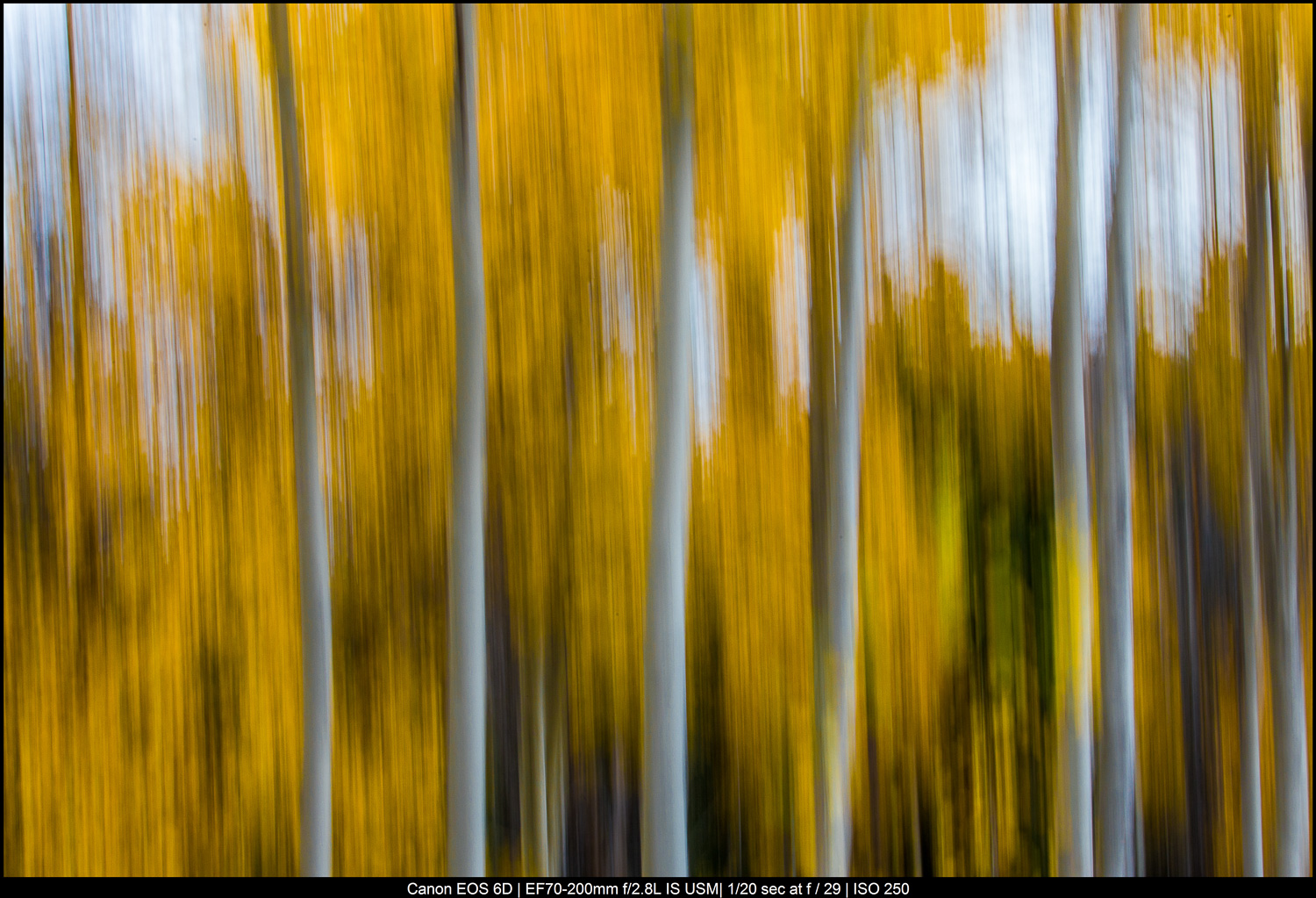 intentional camera movement of trees