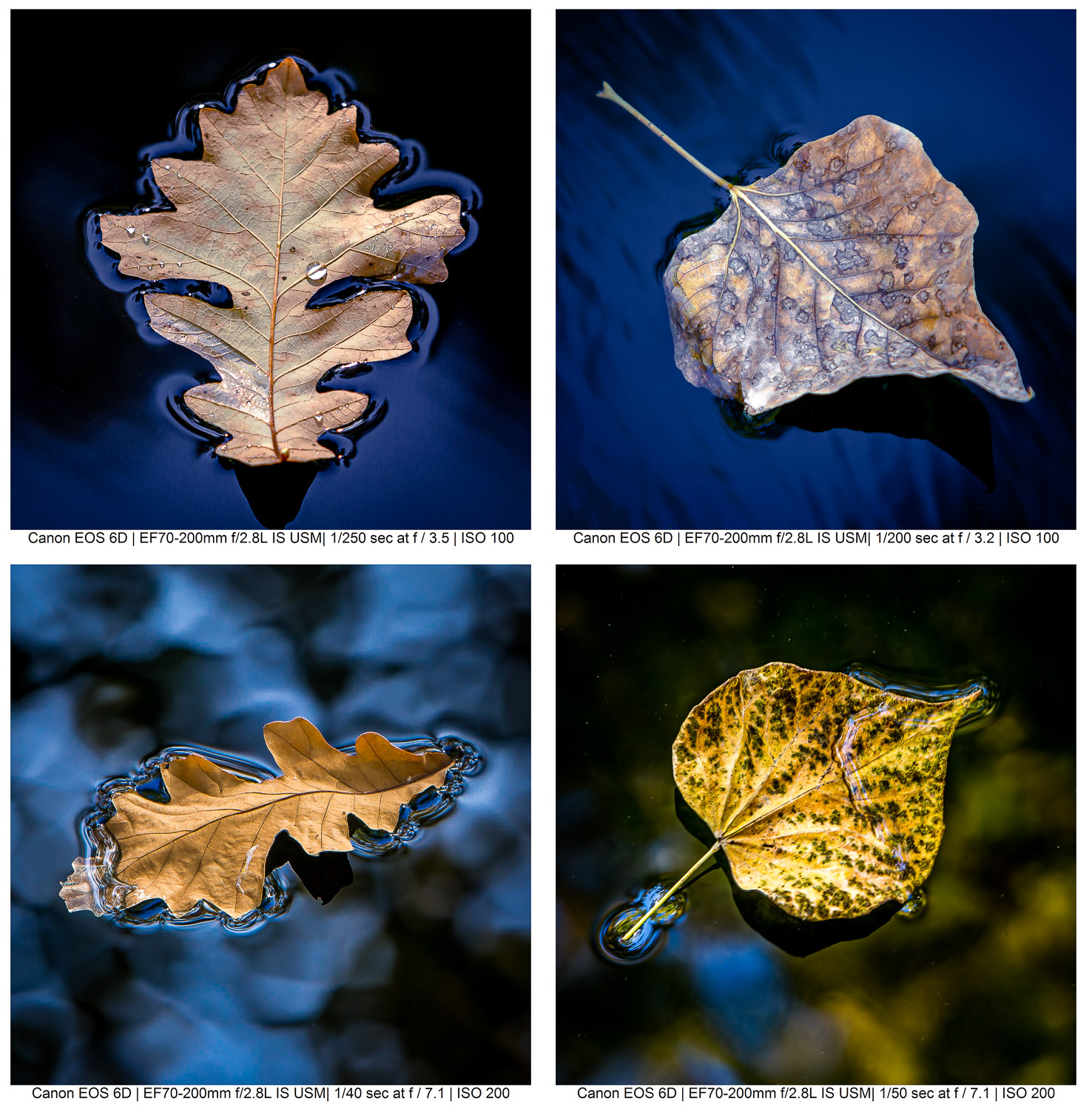 autumn leaves in the water