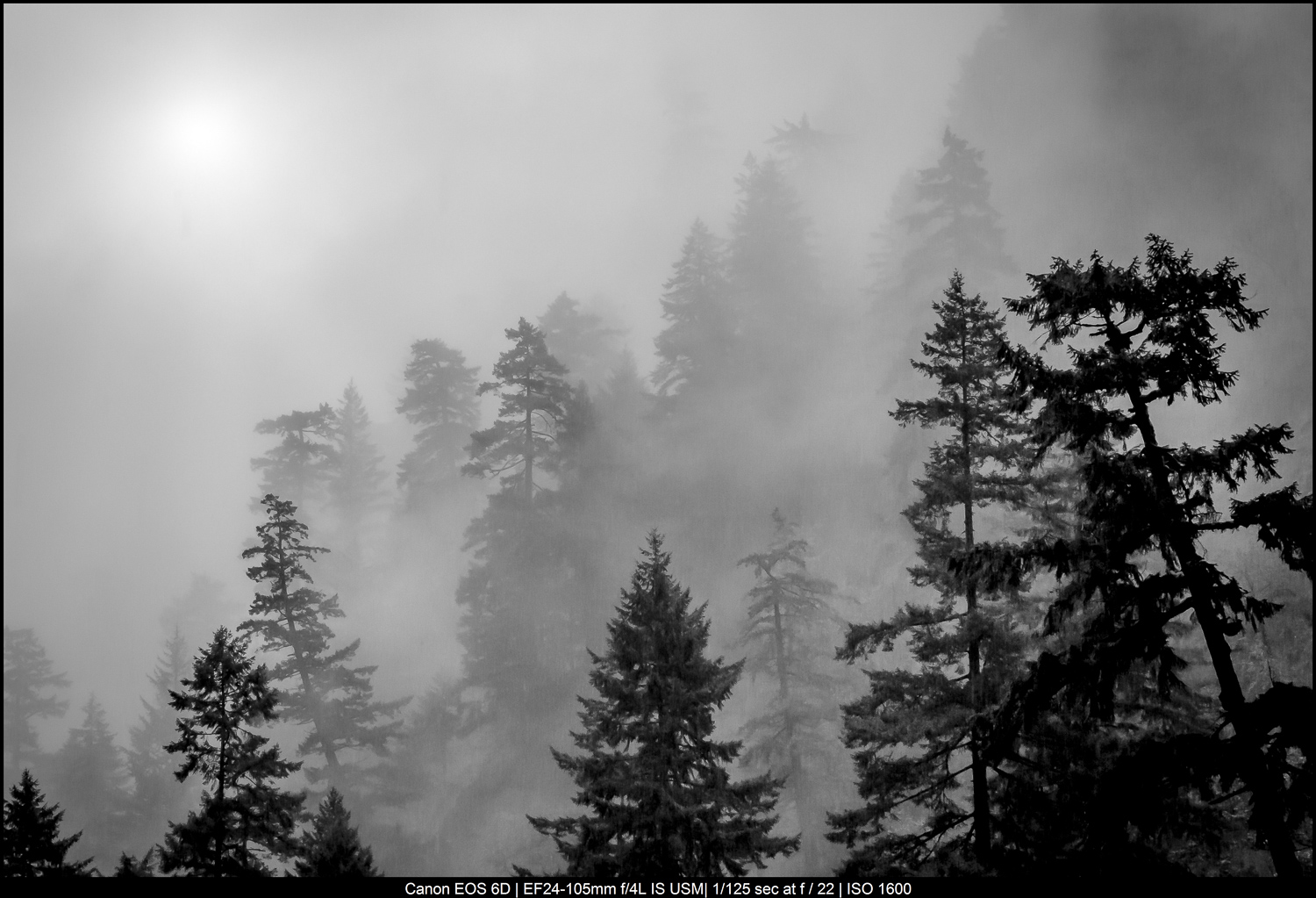 trees in the mist