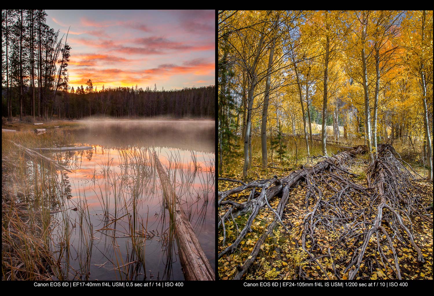 predawn misty lake (left) and an aspen grove in fall (right)