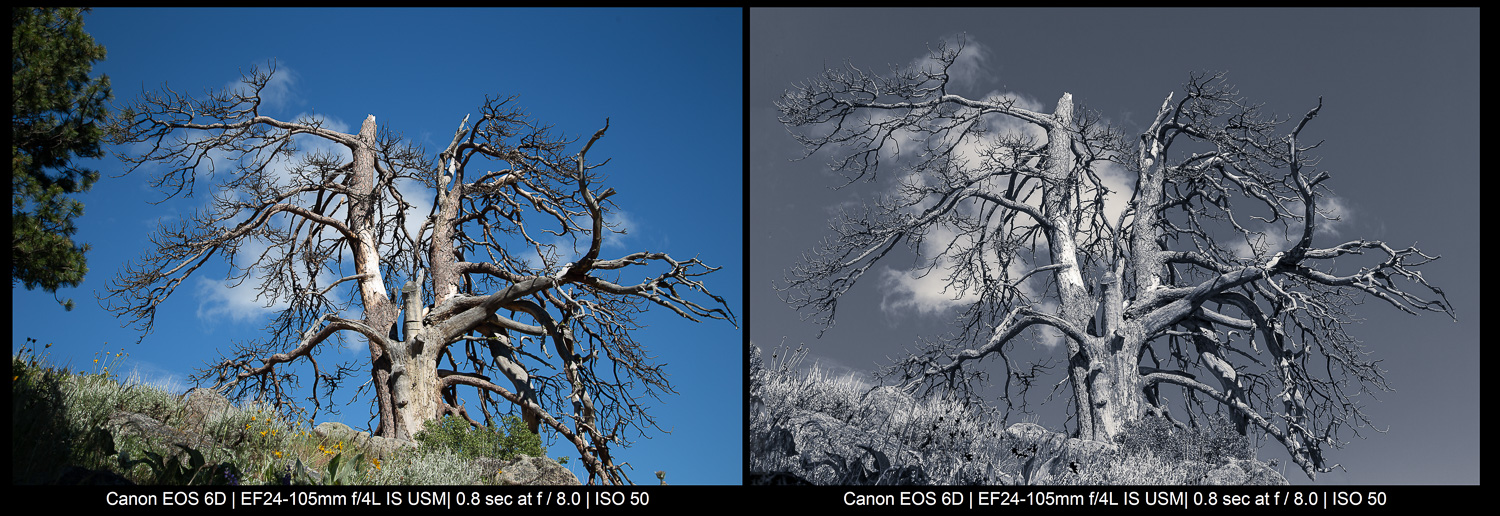 craggy tree at midday