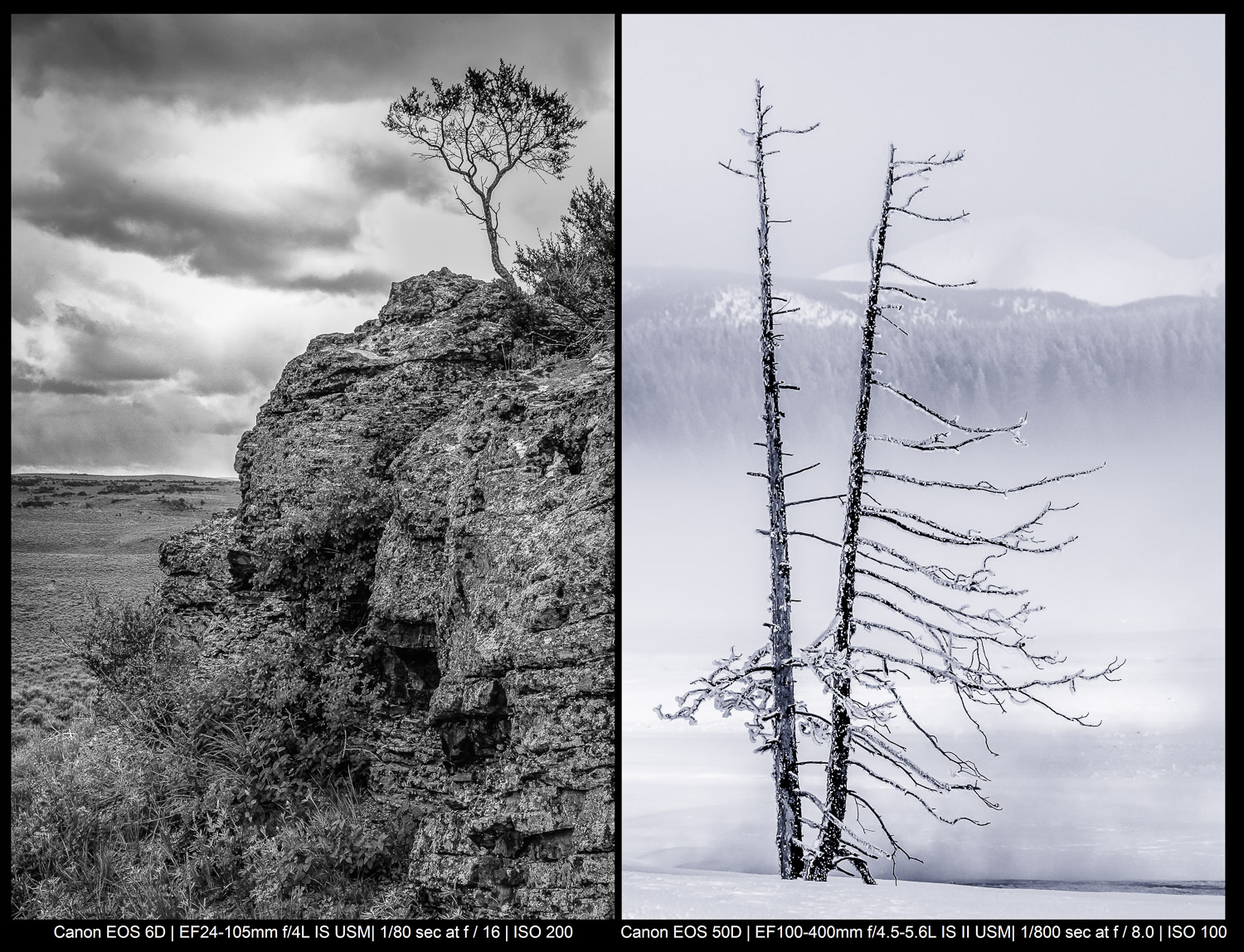 monochrome images of a tree on a cliff and a tree at Yellowstone