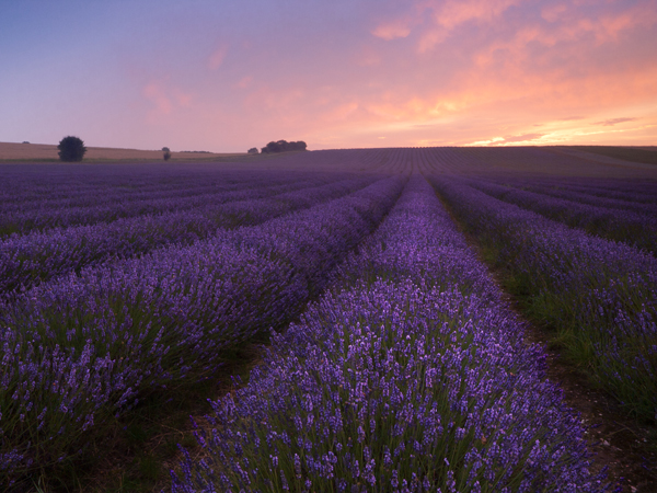 Lavender field at sunrise presented in a 4:3 aspect ratio