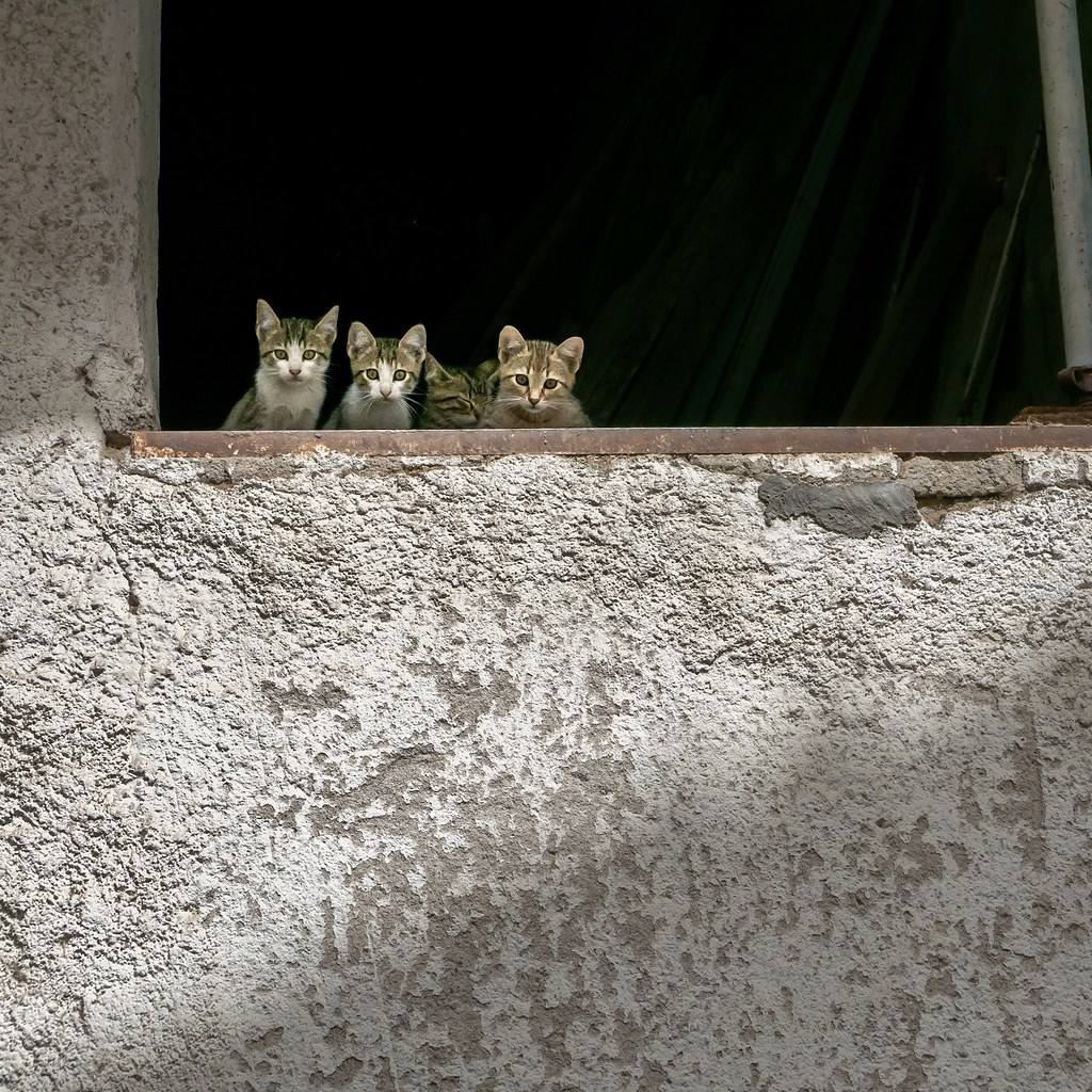 Cats in the Window