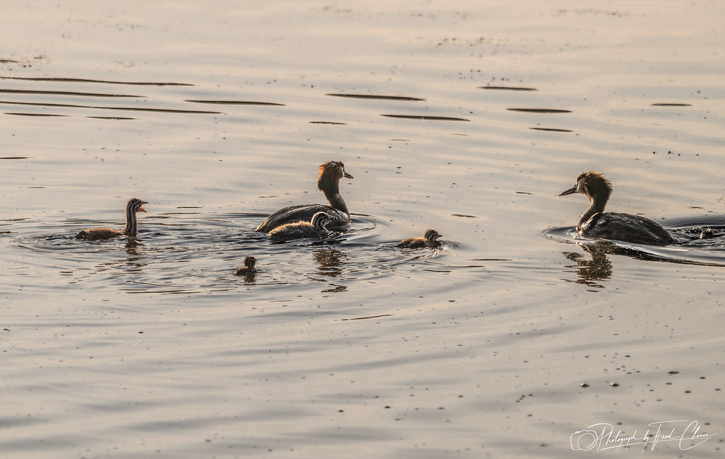 Buckpool and Fens Pool Local Nature Reserve