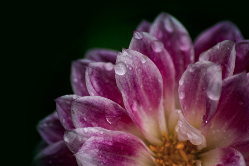 Raindrop on Dahlia. // Weekly Snapshot 12.07.24