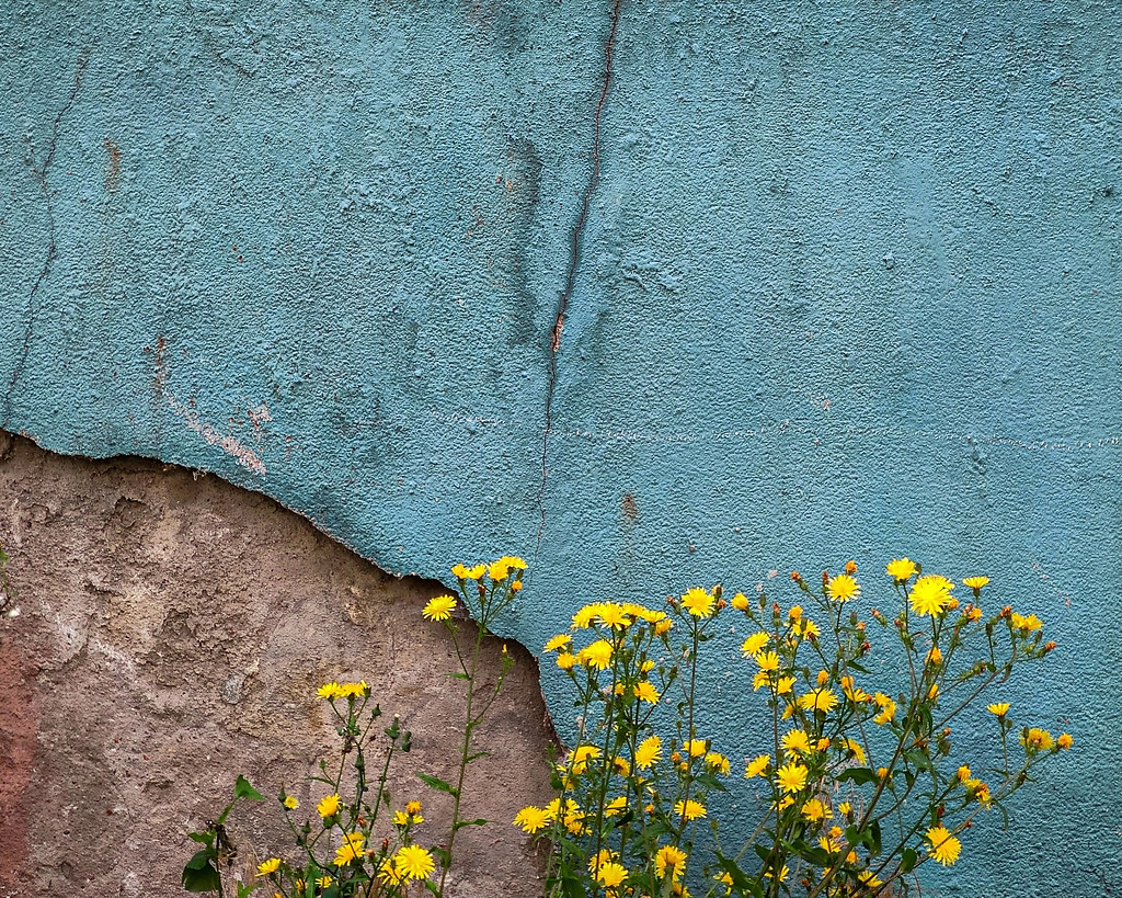 yellow flowers