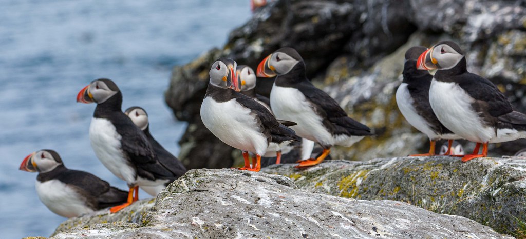 Puffin (Fratercula arctica) Colony @ Vigur Island, Iceland-4738