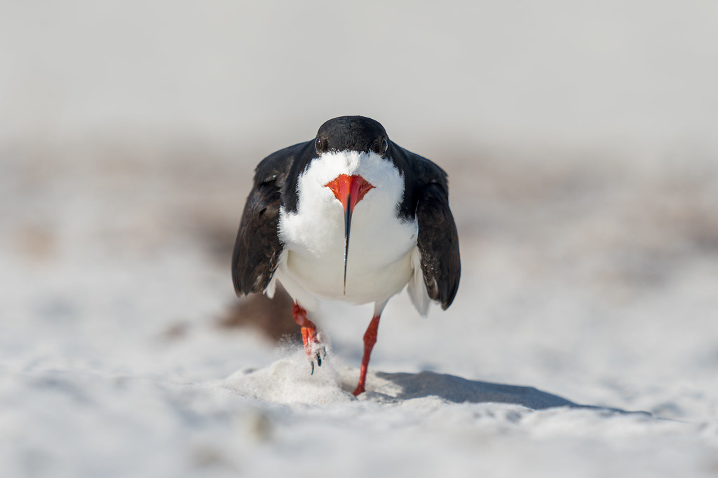 Black Skimmer