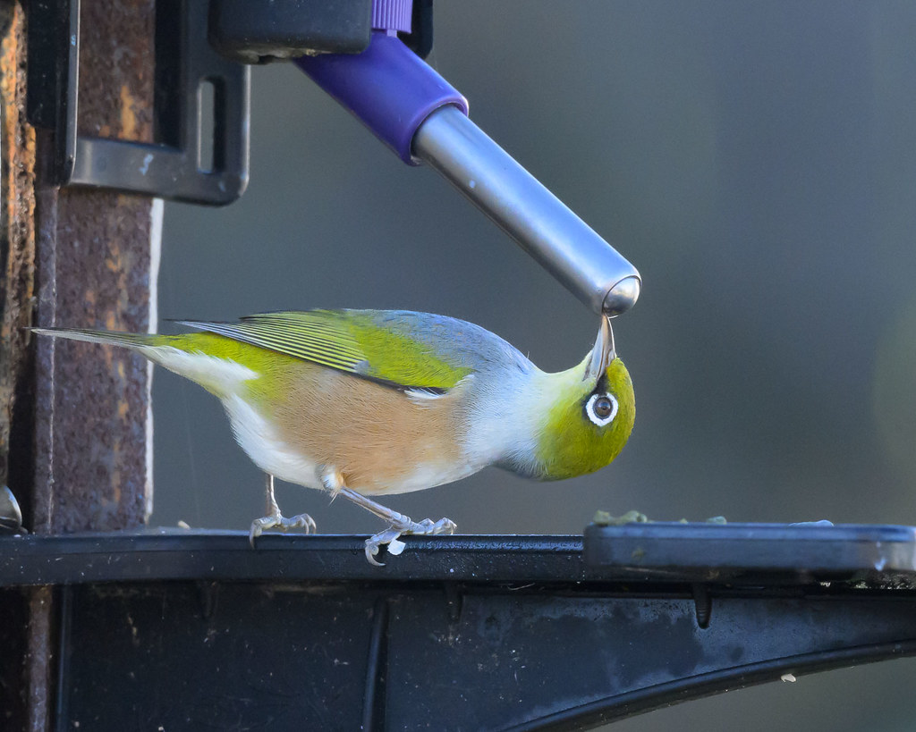 Flexible waxeye