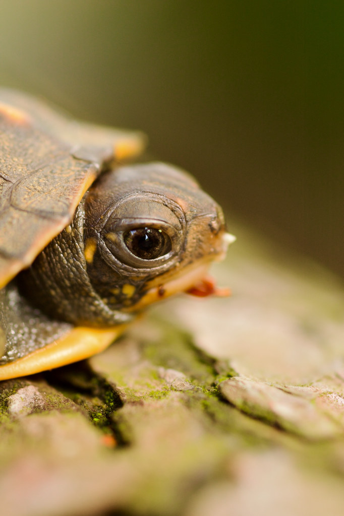 Immature Painted Turtle