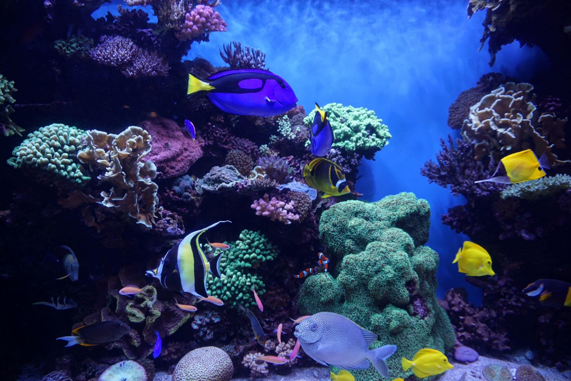 Tips for breathtaking aquarium photography