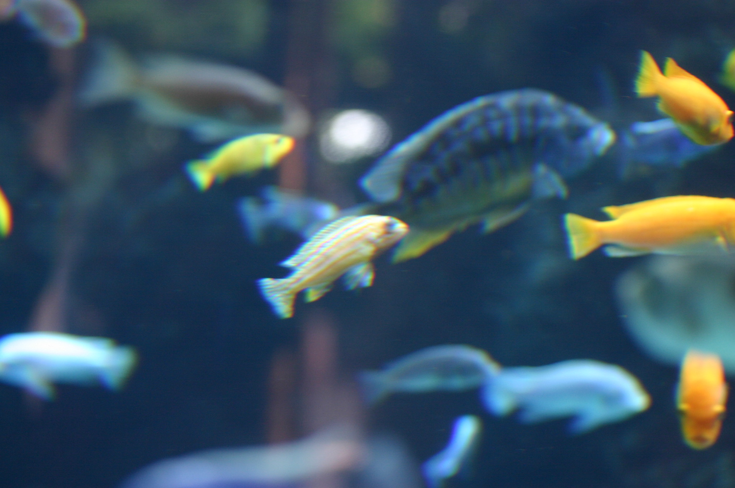 Aquarium photography tips