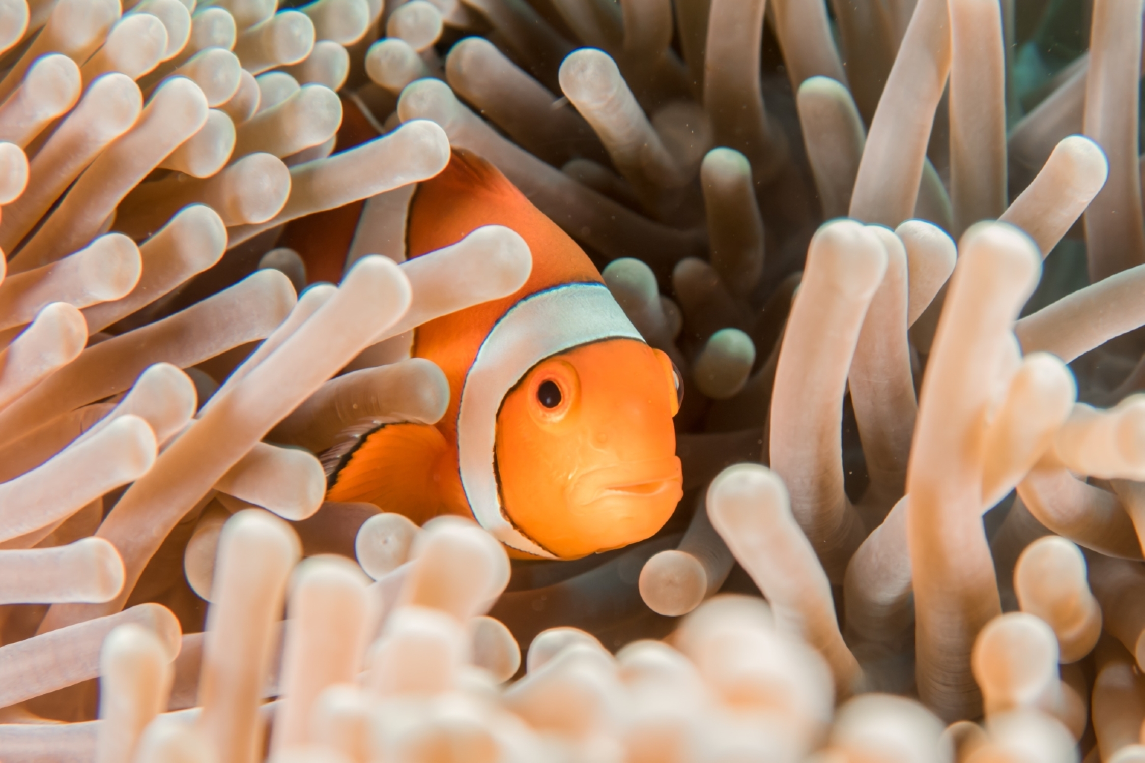 Tips for breathtaking aquarium photography