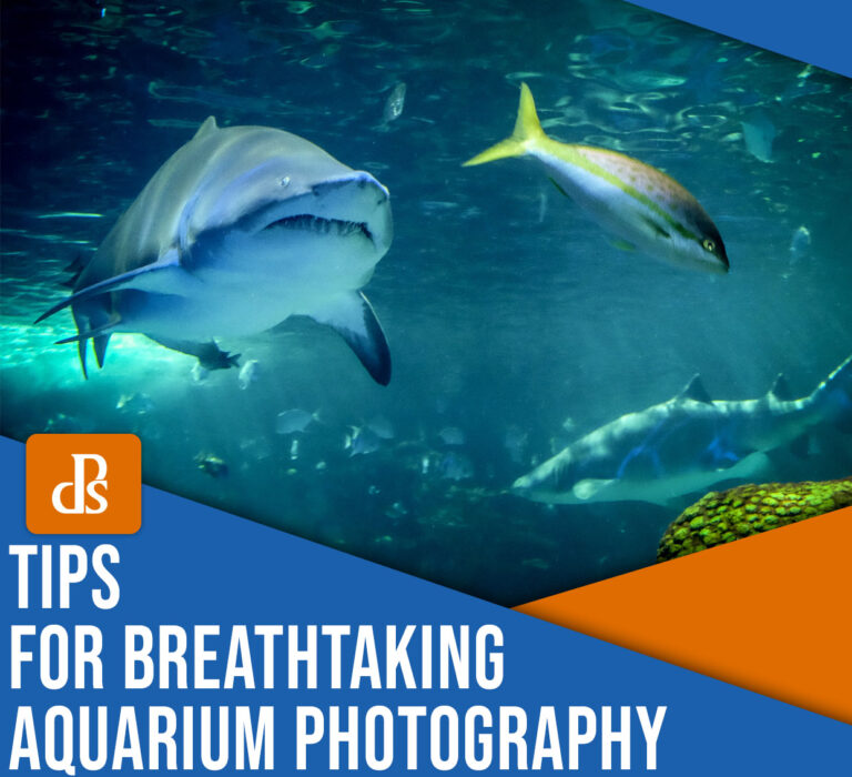 A Guide to Breathtaking Aquarium Photography (+ Tips)