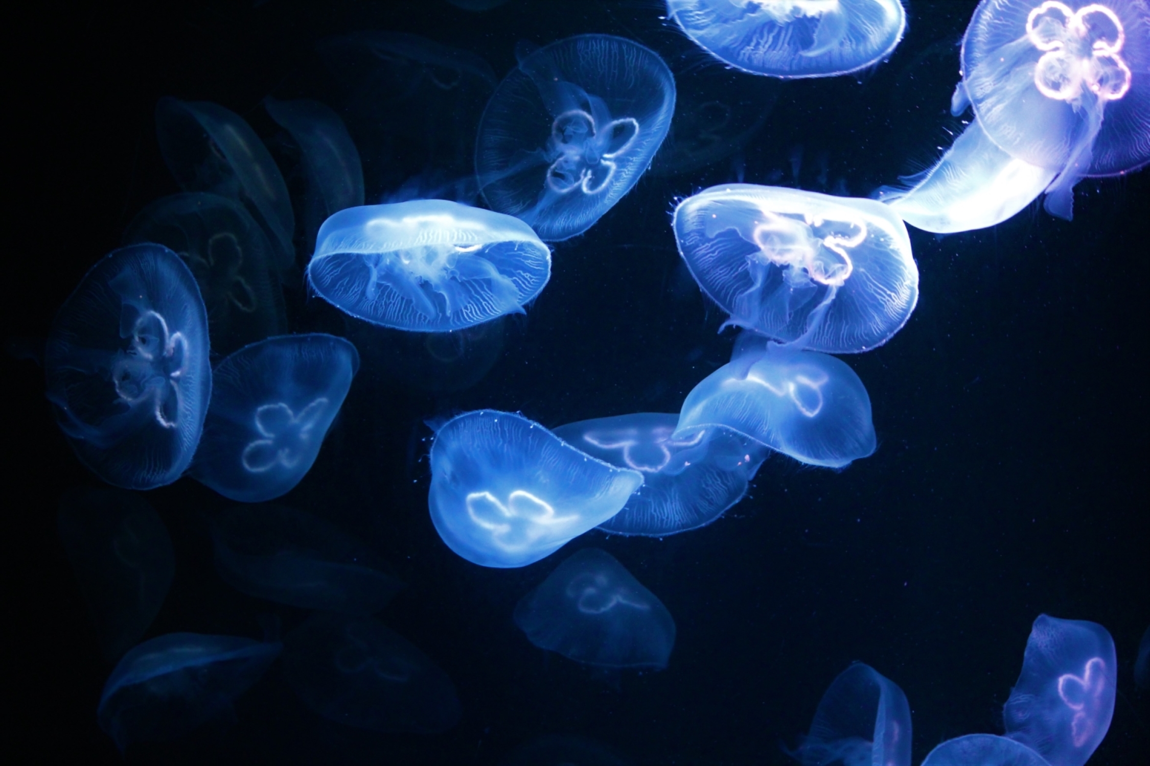 Tips for breathtaking aquarium photography