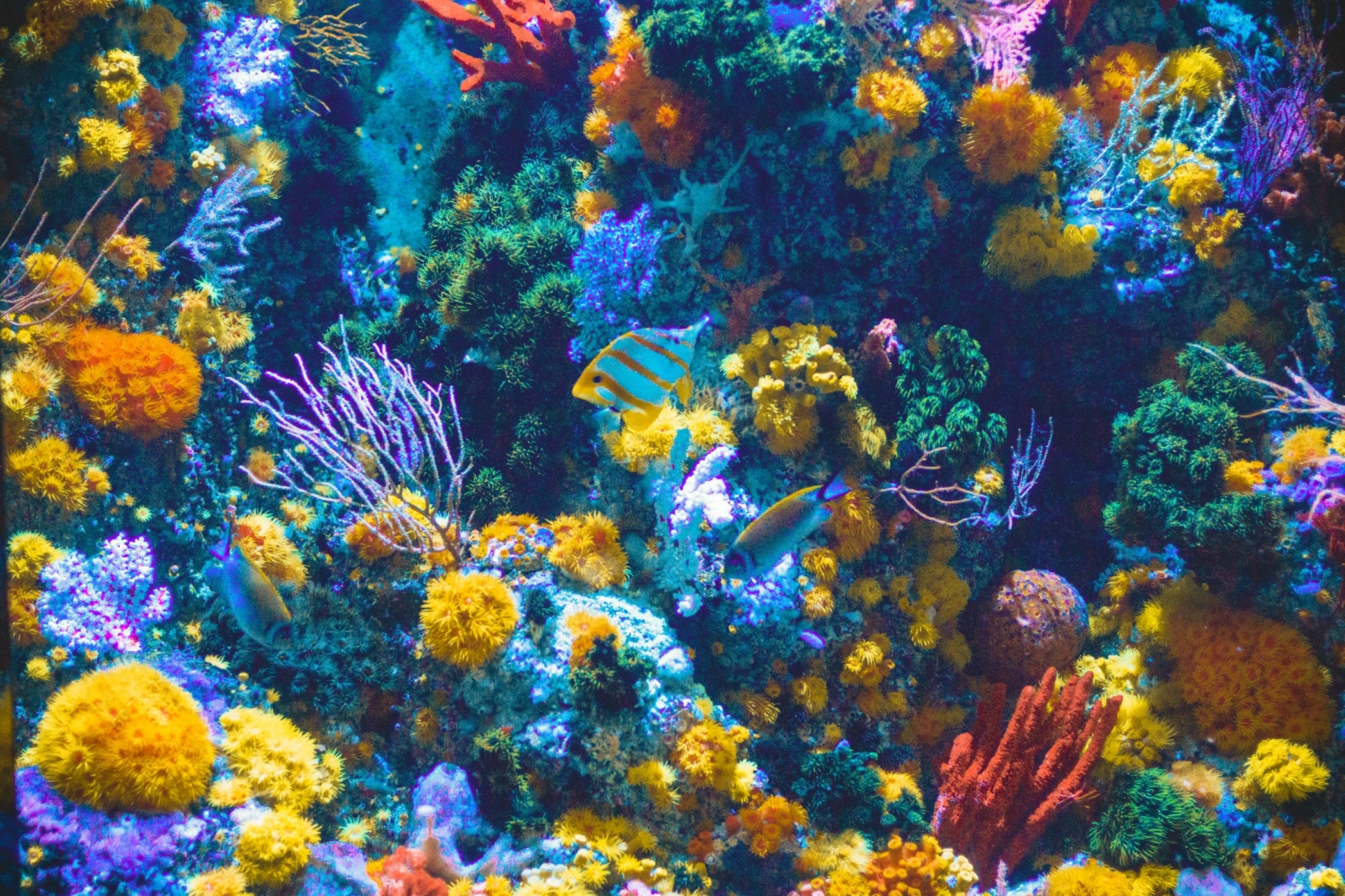 Tips for breathtaking aquarium photography