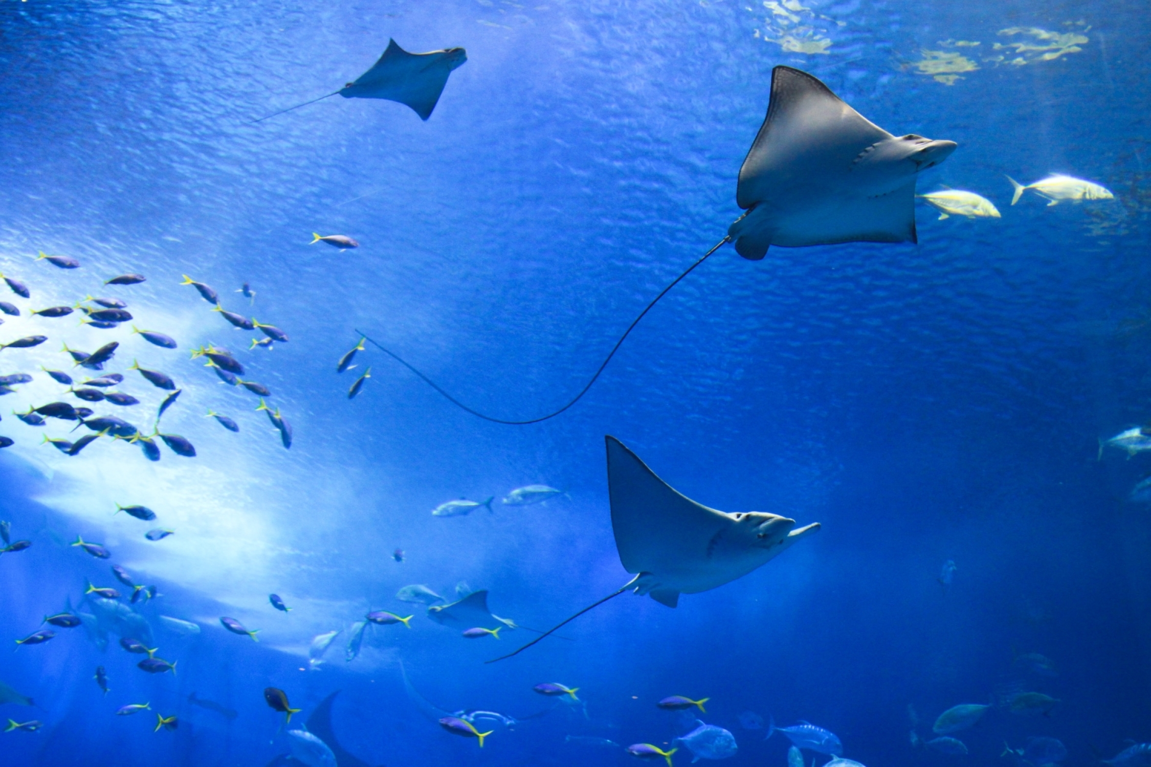 Tips for breathtaking aquarium photography