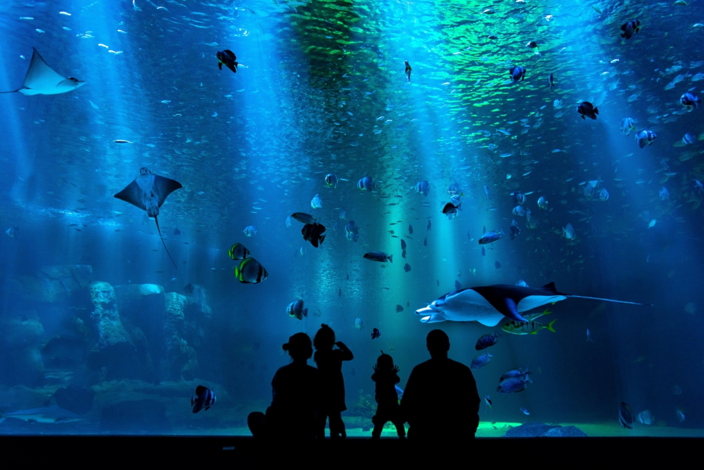 Tips for breathtaking aquarium photography