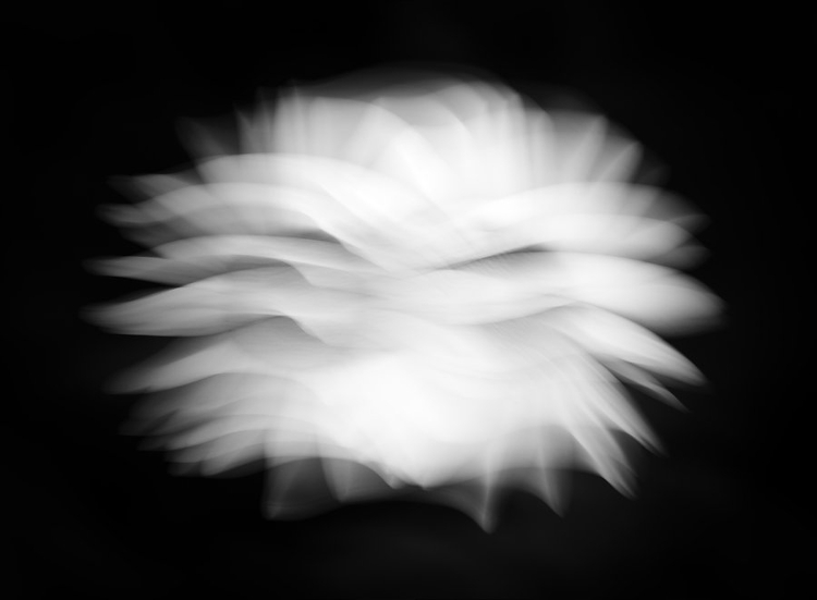 intentional camera movement image of a flower in black and white