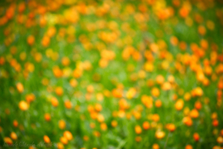 out-of-focus field of flowers