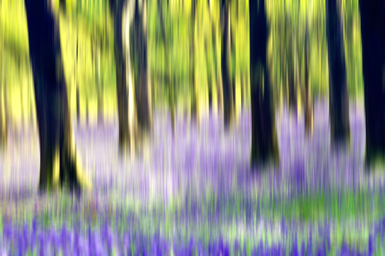 bluebell woods intentional camera movement