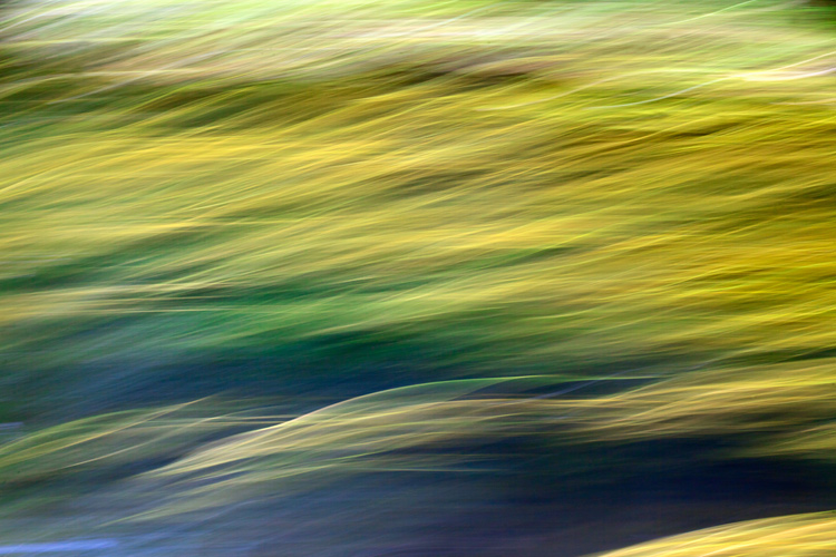 river weeds ICM