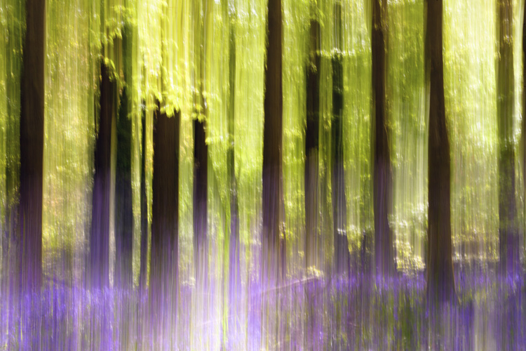 intentional camera movement in bluebell woods