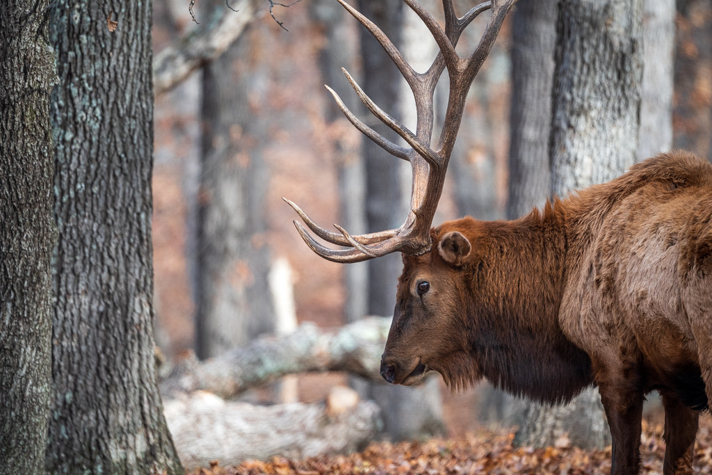 Glance of a bull elk