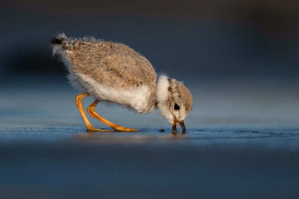 Piping plover chick