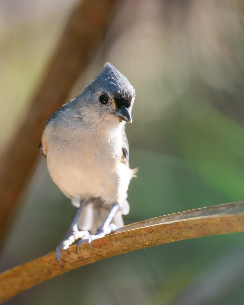 Wary Titmouse