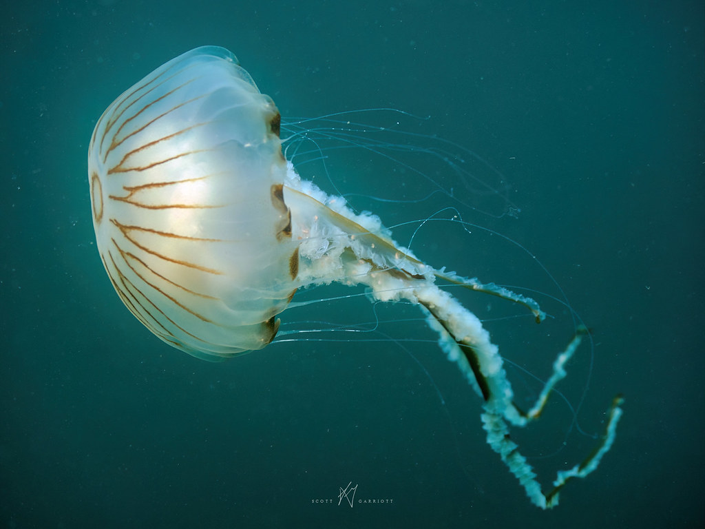 Compass Jellyfish