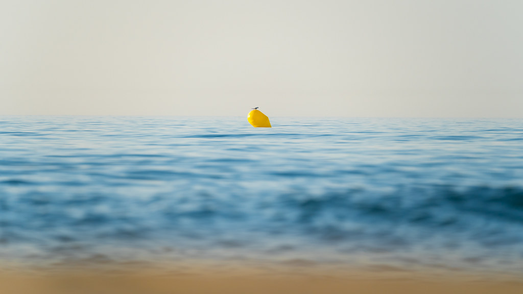 The bird and the Buoy