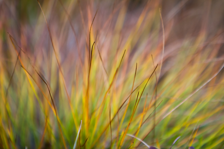 4 Tips to Help You Take Better Autumn Photos