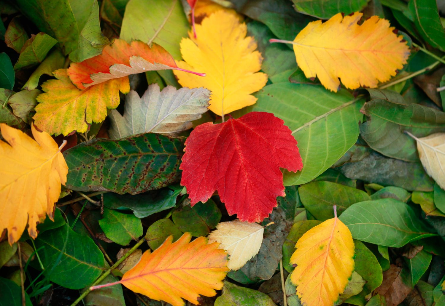 Fall landscape photography