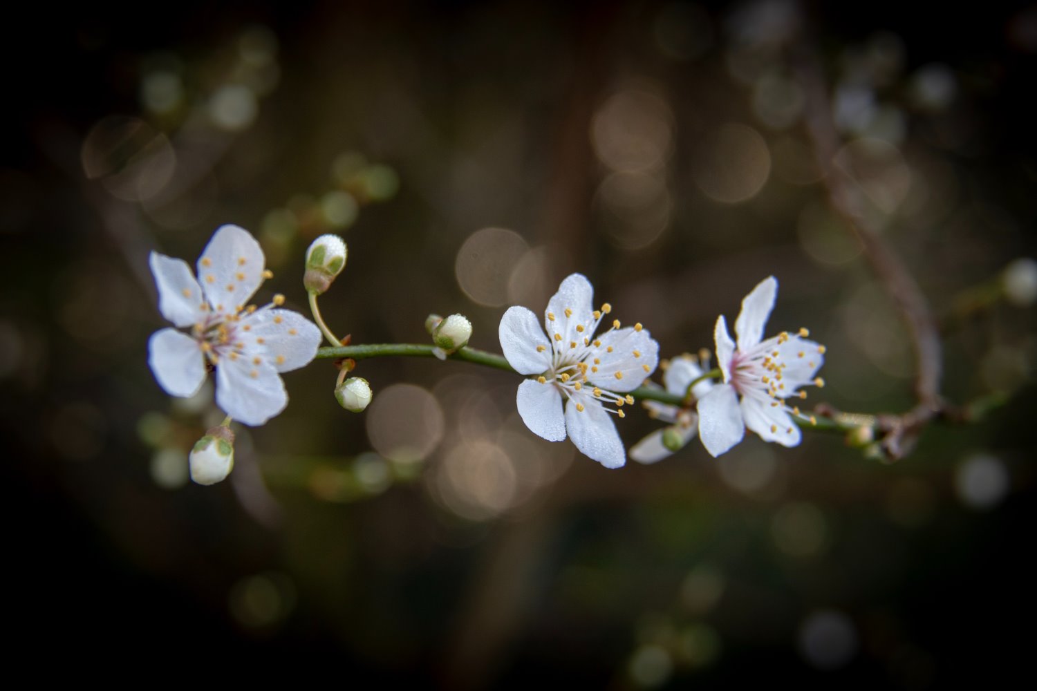 Bokeh effect in photography