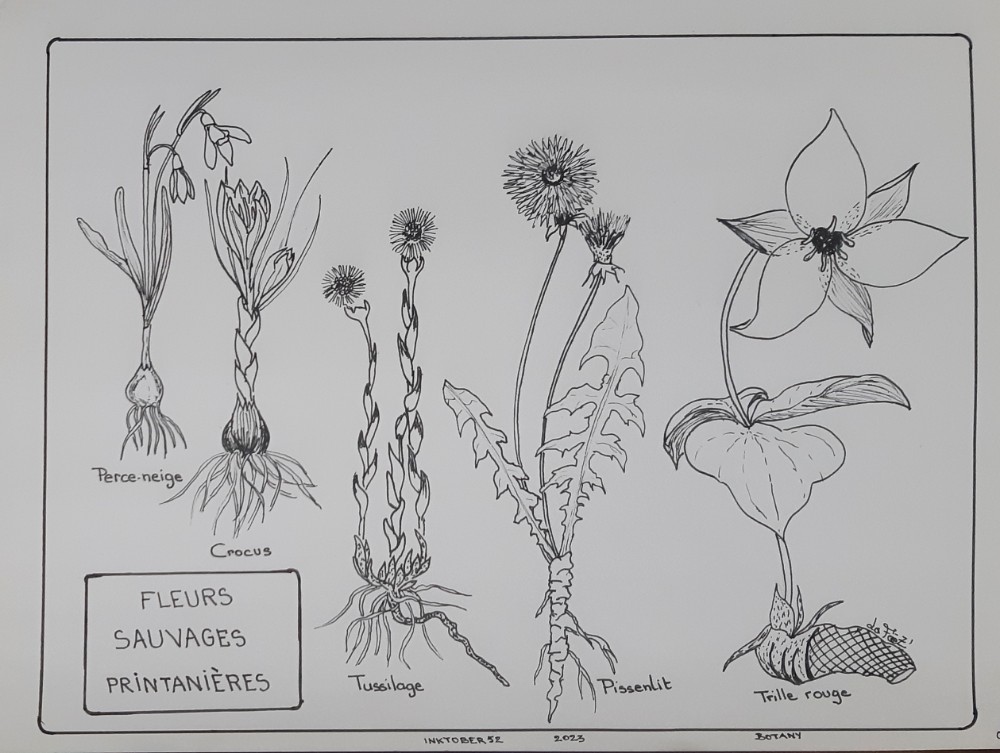 Inktober52- 2023 - 09 - Botany / Botanique -  Bientôt au bord des sentiers et dans les champs