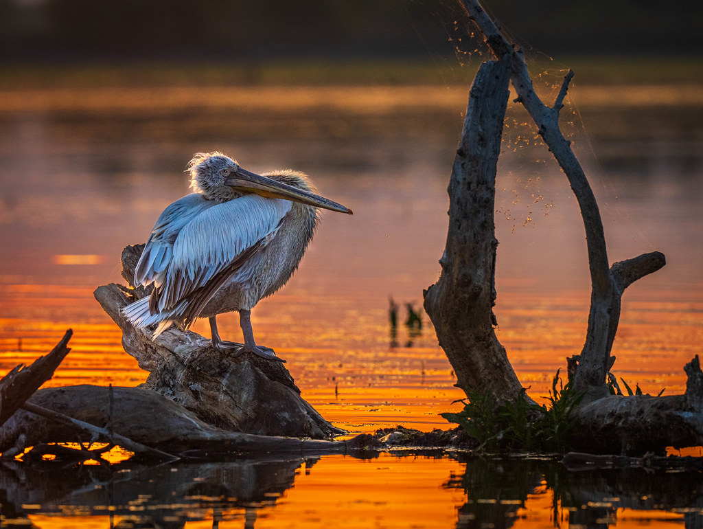 Sunrise Sleepy Dalmation Pelican, Greece