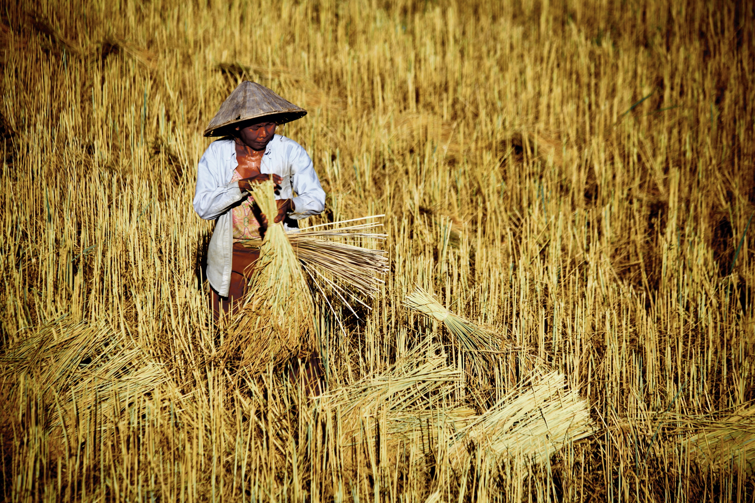 farmworker in Laos minimalism