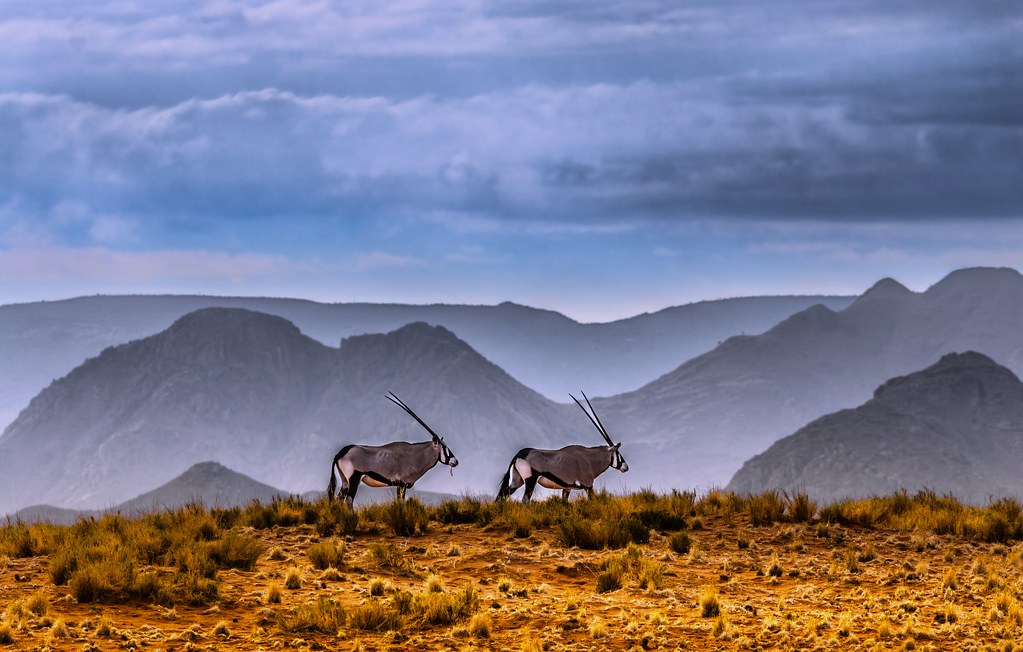 The ornament of the Namib Desert