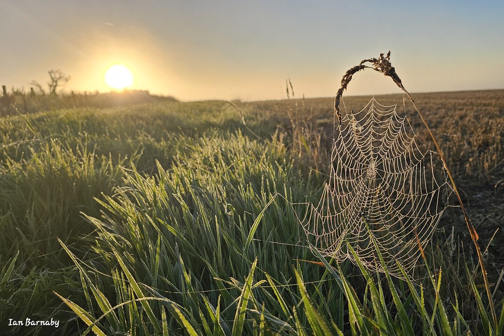 Morning Wet Web