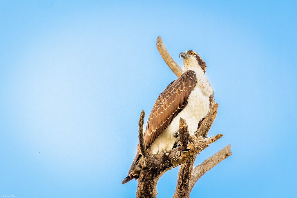 Osprey