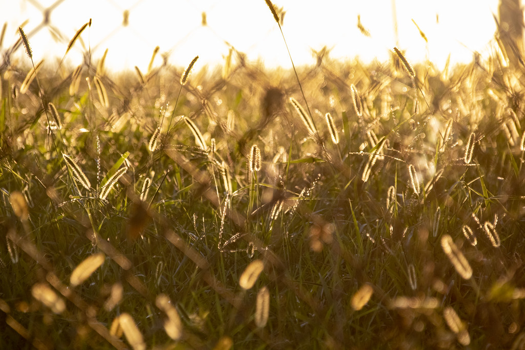 field through the fence at Fort Reno