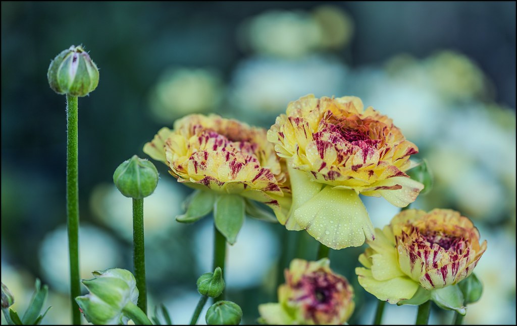 My Italian Ranunculus, Season 2024