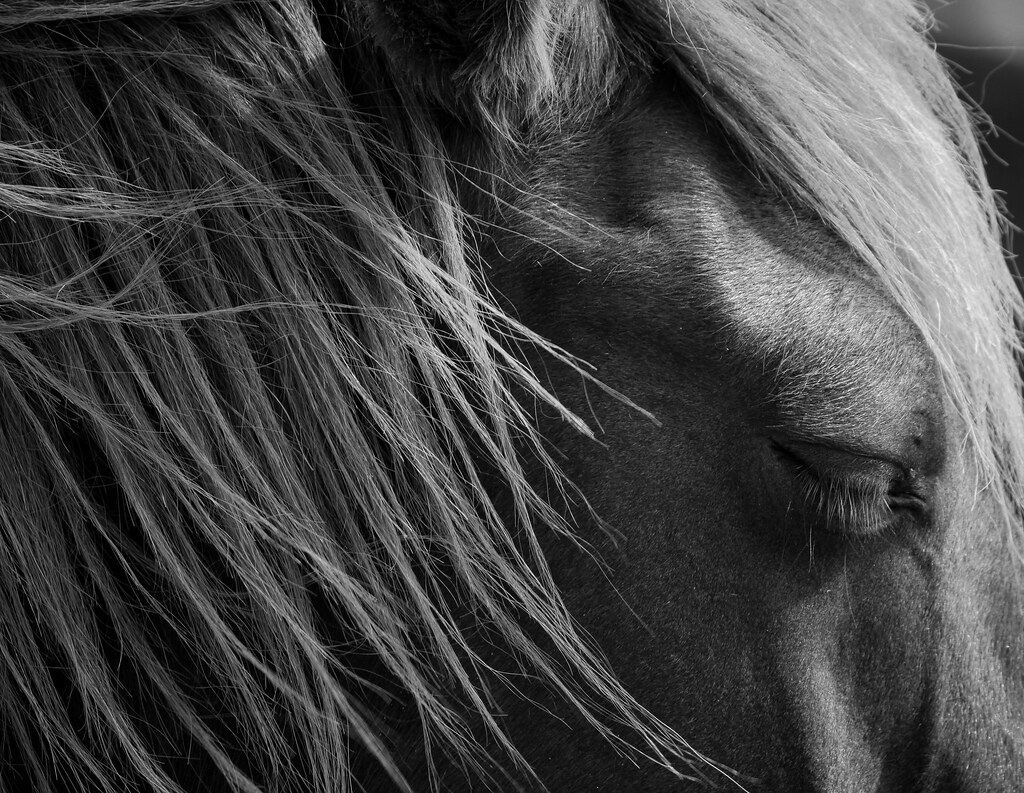 Assateague Pony