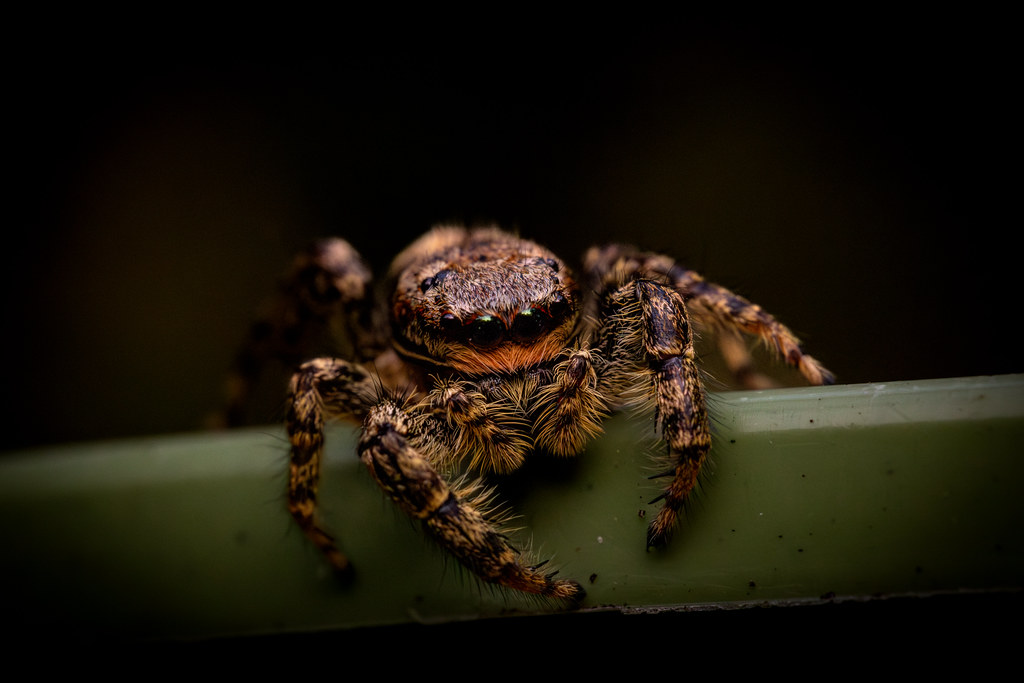 2024-08-20 - Jumping Spider