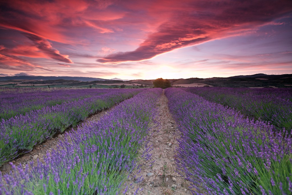 Ocaso en lavanda