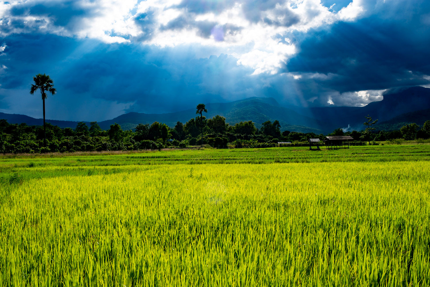 Rice fields 35mm landscape photography