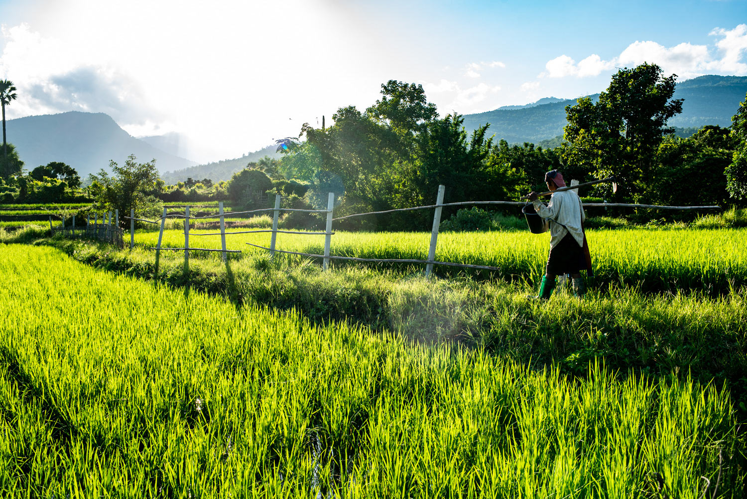 Walking home in the rice fields