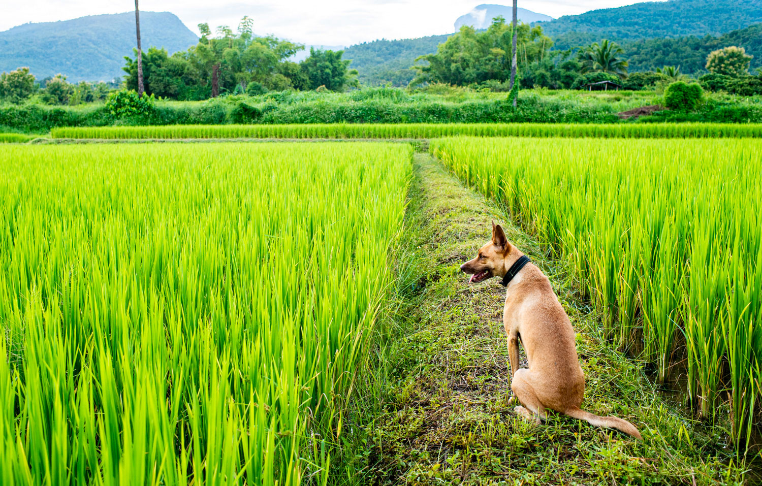 Dog in the rice fields